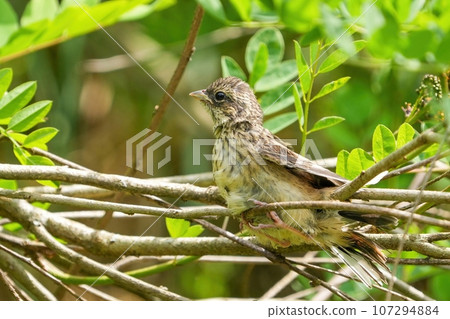 Bunting chicks waiting for their parents to return in the shade of a tree Bunting chicks waiting for their parents to return in the shade of a tree 107294884