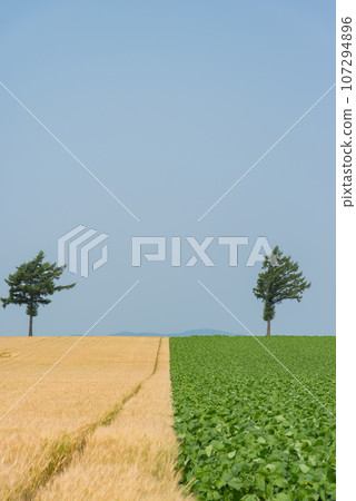 A fairy tale hill in Hokkaido 107294896