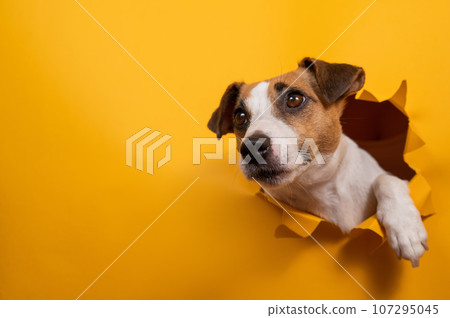 Funny jack russell terrier comes out of a paper orange background tearing it. Funny jack russell terrier comes out of a paper orange background tearing it. 107295045