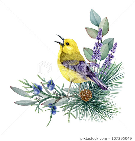 Winter floral decor with bright bird, eucalyptus, conifer. Watercolor illustration. Hand drawn nature style decoration with warbler, pine, eucalyptus. Wintertime cozy natural decor. White background 107295049