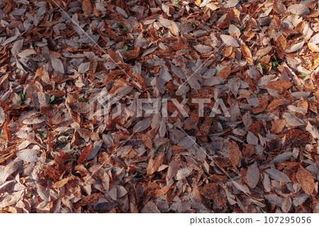 Carpet of fallen leaves 107295056