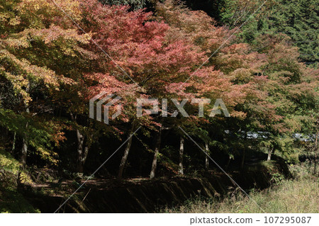 Autumn leaves trees Autumn leaves trees 107295087