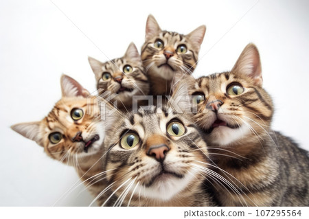 Happy Cats on isolate background Happy Cats on isolate background 107295564