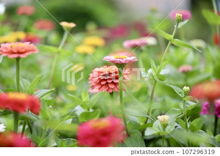 Dahlia flower field, garden flowerbed Dahlia flower field, garden flowerbed 107296319