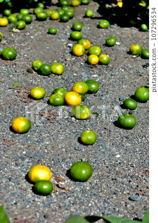 Tangerine fruit thinning Tangerine fruit thinning 107296534