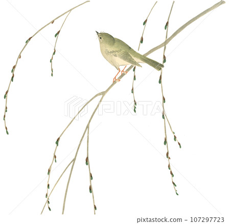 Flower and bird painting Japanese warbler 107297723
