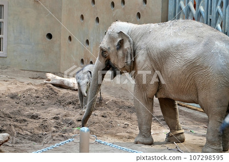 小象和珍珠媽媽在札幌圓山動物園出生 小象和珍珠媽媽在札幌圓山動物園出生 107298595