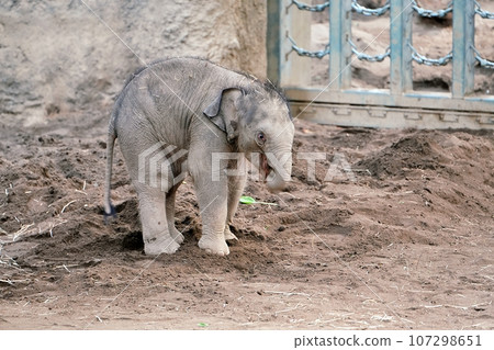 札幌圓山動物園出生的小象 札幌圓山動物園出生的小象 107298651