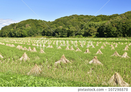 Photograph of drying of threshed rice straw in autumn in Kitahinyama Ward, Setana Town, Hokkaido. 107298878