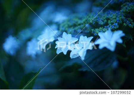 Hydrangea hydrangea flower 107299032