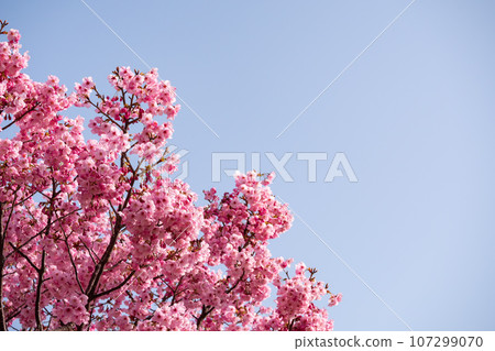 春天的風景。粉紅色的櫻花與藍天的對比。 107299070