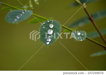 Water droplets highlighting the leaf in close up Water droplets highlighting the leaf in close up 107299078
