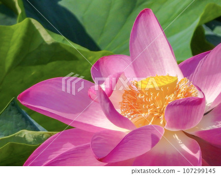 pink lotus flower shining in the morning sun 107299145
