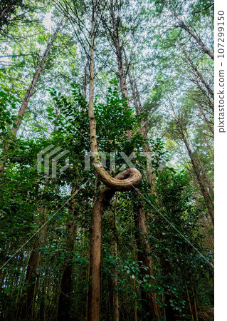 福山在晴朗的天氣下健行到岡山縣倉敷市的毗沙門天安養寺 107299150
