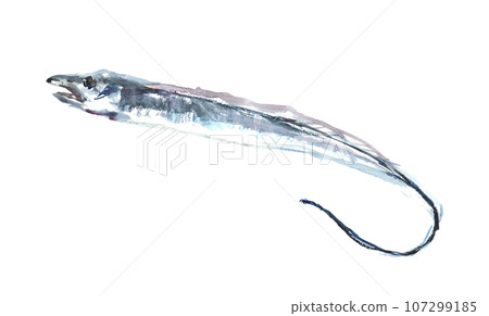 Illustration of a hairtail painted in watercolor 107299185