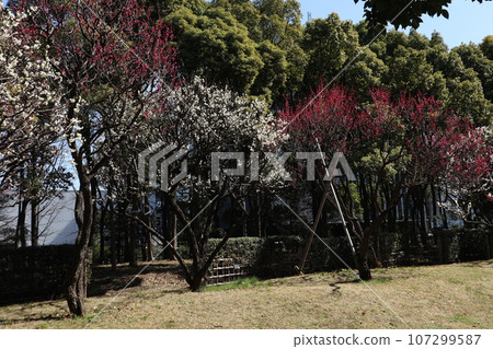 Peace Forest Park Plum Peace Forest Park Plum 107299587