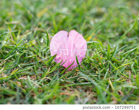 Cherry blossom petals scattered on the dewy lawn. 107299751
