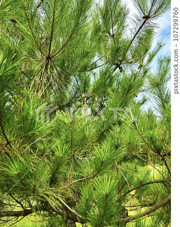 pine tree against the blue sky 107299760