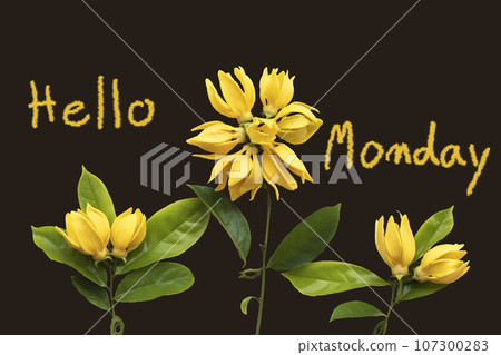 hello monday message card handwriting with yellow flowers ylang ylang  107300283