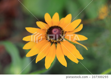 金光菊 0045 107300293
