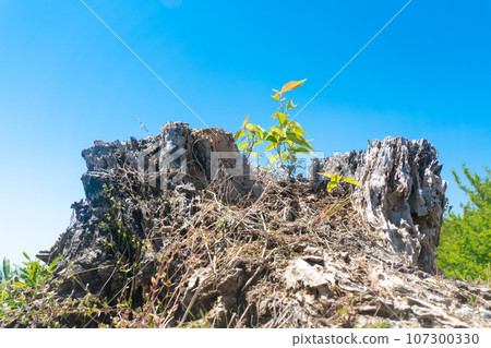 Withered stumps and sprouts Withered stumps and sprouts 107300330