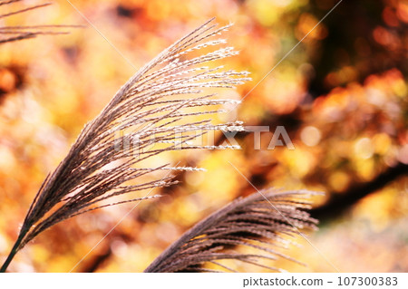 Susuki在風中搖曳 107300383