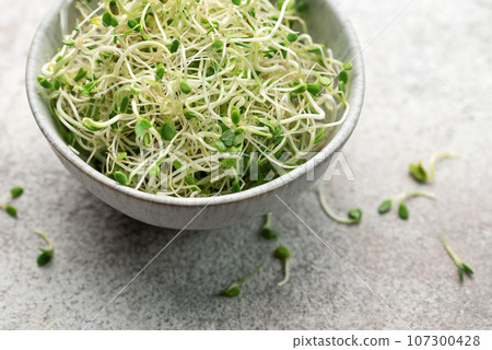 Microgreens grown in a jar. 107300428