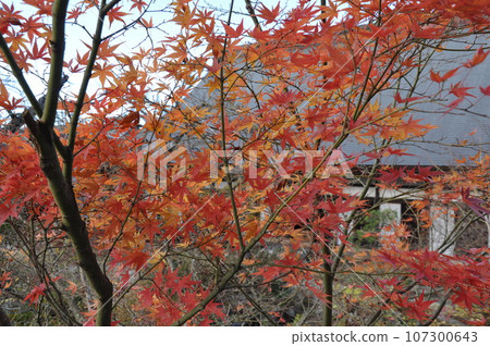 Autumn leaves at Gassanji Temple, Sakuragawa City, Ibaraki Prefecture Autumn leaves at Gassanji Temple, Sakuragawa City, Ibaraki Prefecture 107300643