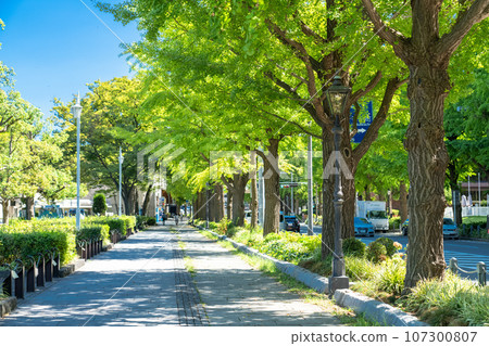 《Kanagawa Prefecture》Yamashita Park Street/Summer Ginkgo Trees 《Kanagawa Prefecture》Yamashita Park Street/Summer Ginkgo Trees 107300807