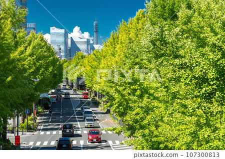 《Kanagawa Prefecture》Yamashita Park Street/Summer Ginkgo Trees 《Kanagawa Prefecture》Yamashita Park Street/Summer Ginkgo Trees 107300813