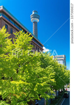 《Kanagawa Prefecture》Yamashita Park Street/Summer Ginkgo Trees 107300817