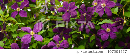 Purple clematis in the garden close-up as a background 107301357