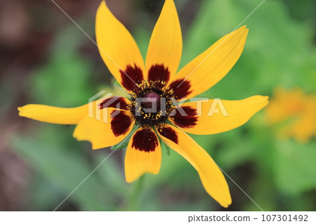 Rudbeckia 0051 Rudbeckia 0051 107301492