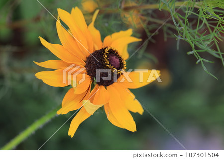 金光菊 0059 107301504