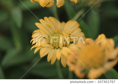 Gaillardia 0049 Gaillardia 0049 107301787