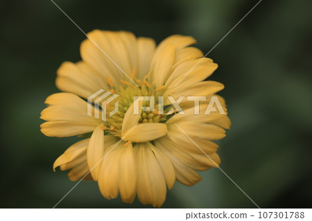 Gaillardia 0050 Gaillardia 0050 107301788