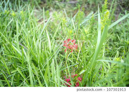 Beautifully blooming red cluster amaryllis [Isehara City, Kanagawa Prefecture] 107301913