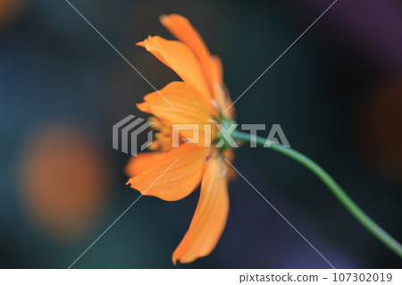 Cosmos 0141 Cosmos 0141 107302019