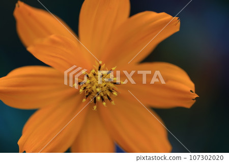 Cosmos 0142 Cosmos 0142 107302020
