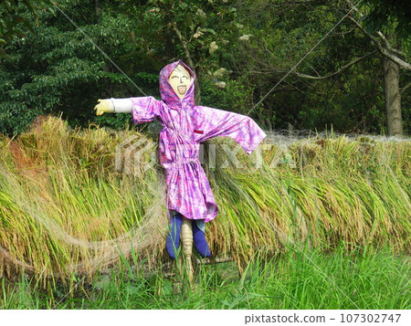 A scarecrow in an autumn rice field that has finished its role 107302747