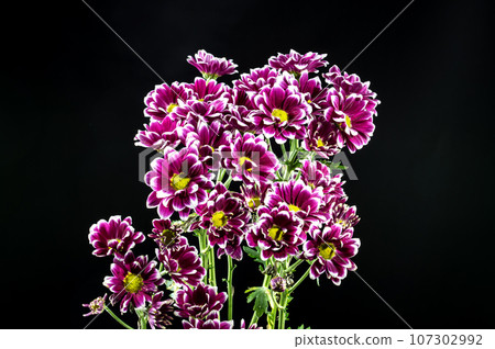 Purple Chrysanthemum on a black background Purple Chrysanthemum on a black background 107302992