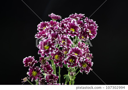 Purple Chrysanthemum on a black background Purple Chrysanthemum on a black background 107302994
