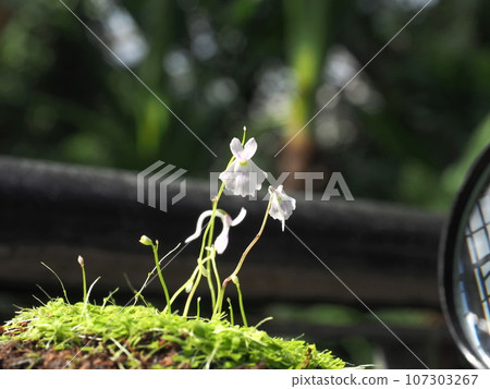 Small purple flowers “Japanese style image” (Kyoto) Small purple flowers “Japanese style image” (Kyoto) 107303267