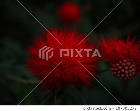 Bright red fluffy plant “Japanese style image” (Kyoto) Bright red fluffy plant “Japanese style image” (Kyoto) 107303272
