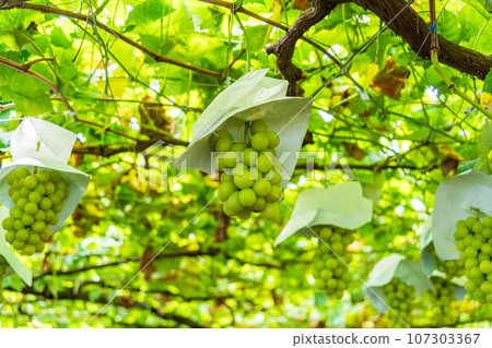 (Yamanashi Prefecture) Grape picking/vineyard grapes Shine Muscat (Yamanashi Prefecture) Grape picking/vineyard grapes Shine Muscat 107303367