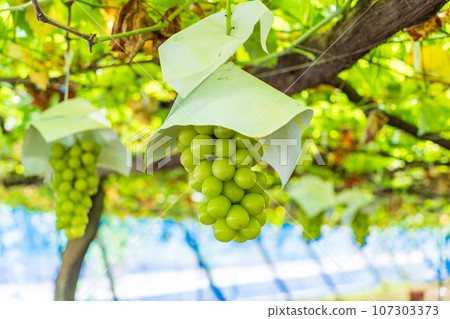 (Yamanashi Prefecture) Grape picking/vineyard grapes Shine Muscat (Yamanashi Prefecture) Grape picking/vineyard grapes Shine Muscat 107303373