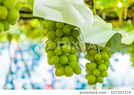 (Yamanashi Prefecture) Grape picking/vineyard grapes Shine Muscat 107303379