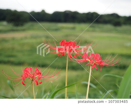 Red cluster amaryllis, an autumn feature Admire the red red spider lily that colors the season. 107303485