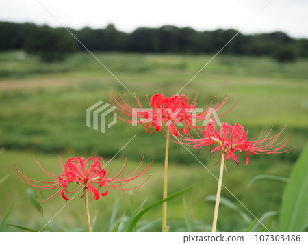 Red cluster amaryllis, an autumn feature Admire the red red spider lily that colors the season. 107303486