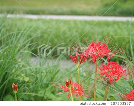 Red cluster amaryllis, an autumn feature Admire the red red spider lily that colors the season. 107303537